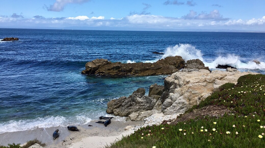 In lower left corner of pic, can see seal pup suckling its mother and next to them a female soon to calf.
Long section of bike trail fenced off. Spring is home to seals in the Monterey area.
#california #coast
(April 2017)