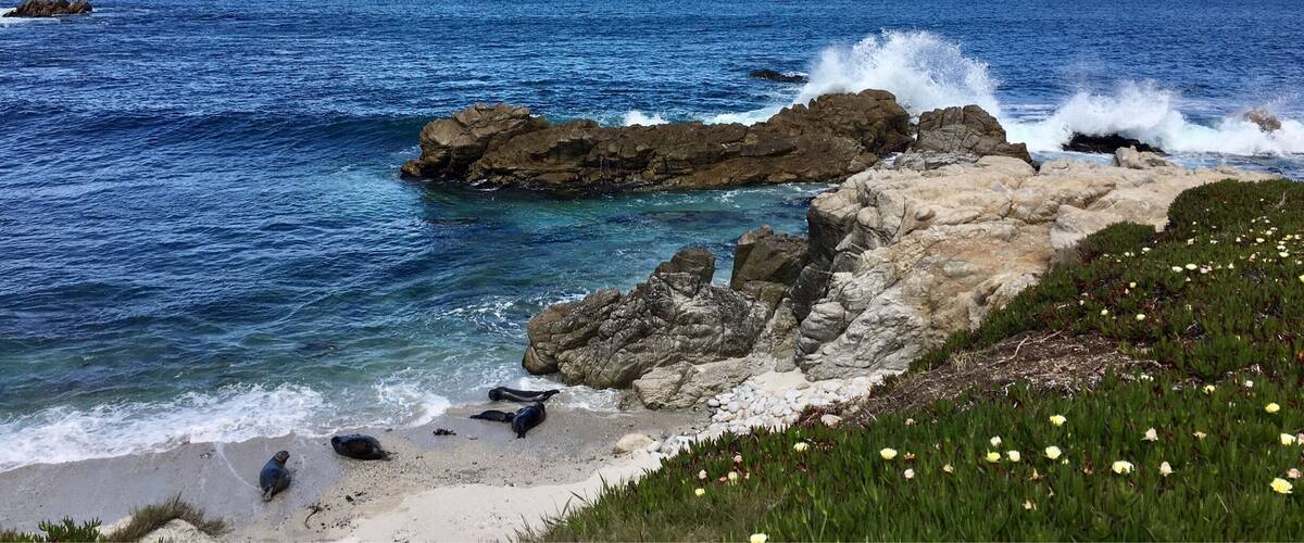 In lower left corner of pic, can see seal pup suckling its mother and next to them a female soon to calf.
Long section of bike trail fenced off. Spring is home to seals in the Monterey area.
#california #coast
(April 2017)
