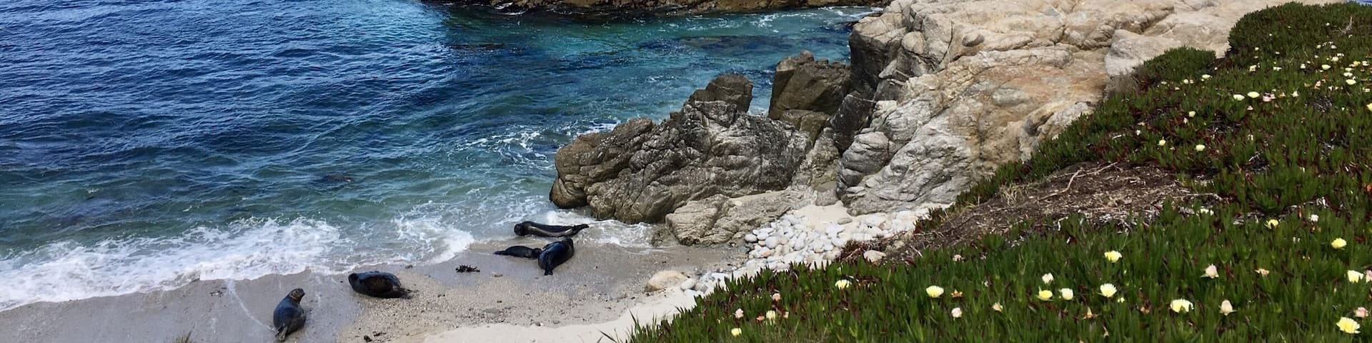 In lower left corner of pic, can see seal pup suckling its mother and next to them a female soon to calf.
Long section of bike trail fenced off. Spring is home to seals in the Monterey area.
#california #coast
(April 2017)