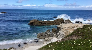 In lower left corner of pic, can see seal pup suckling its mother and next to them a female soon to calf.
Long section of bike trail fenced off. Spring is home to seals in the Monterey area.
#california #coast