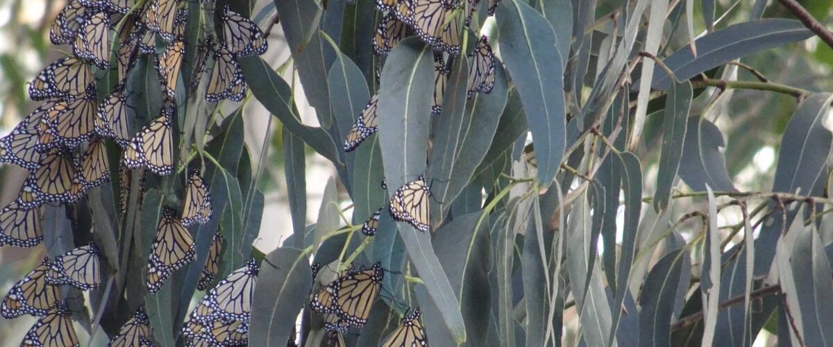 The butterflies have once again returned to California to over winter , read up about their incredible life history and marvel about our incredible world .