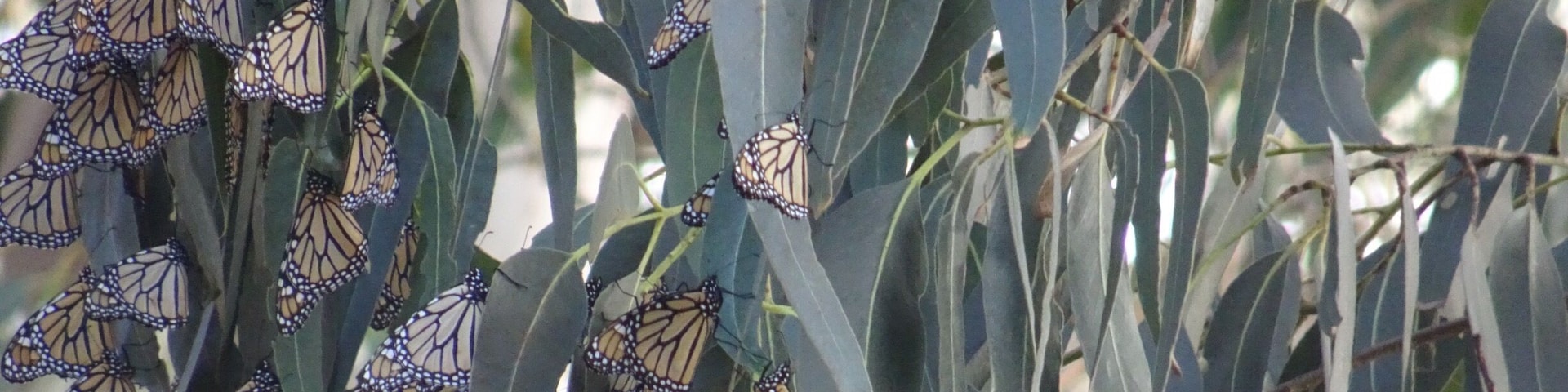 The butterflies have once again returned to California to over winter , read up about their incredible life history and marvel about our incredible world .