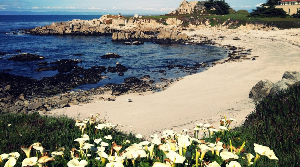 Looking towards Hopkins Marine Station from the Monterey Peninsula Recreational Trail