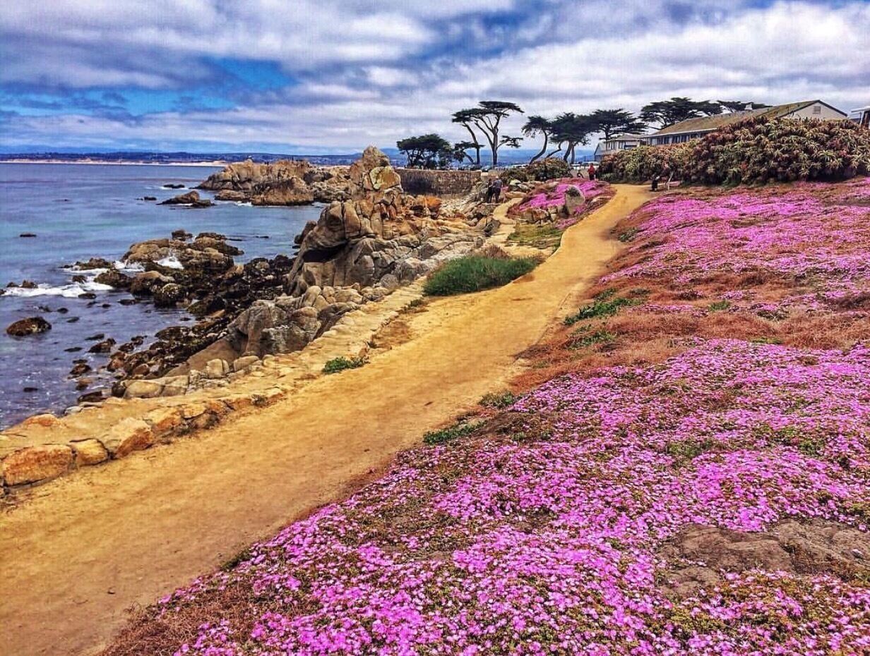 A coastal path with pink flowers, rocky terrain, and trees.