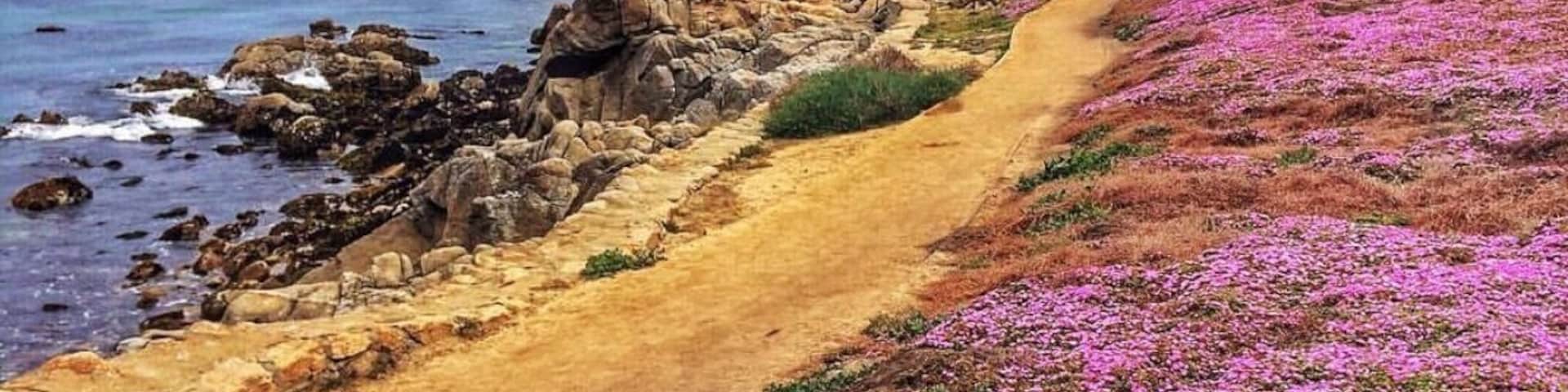 Un sendero costero con flores rosadas, terreno rocoso y árboles.