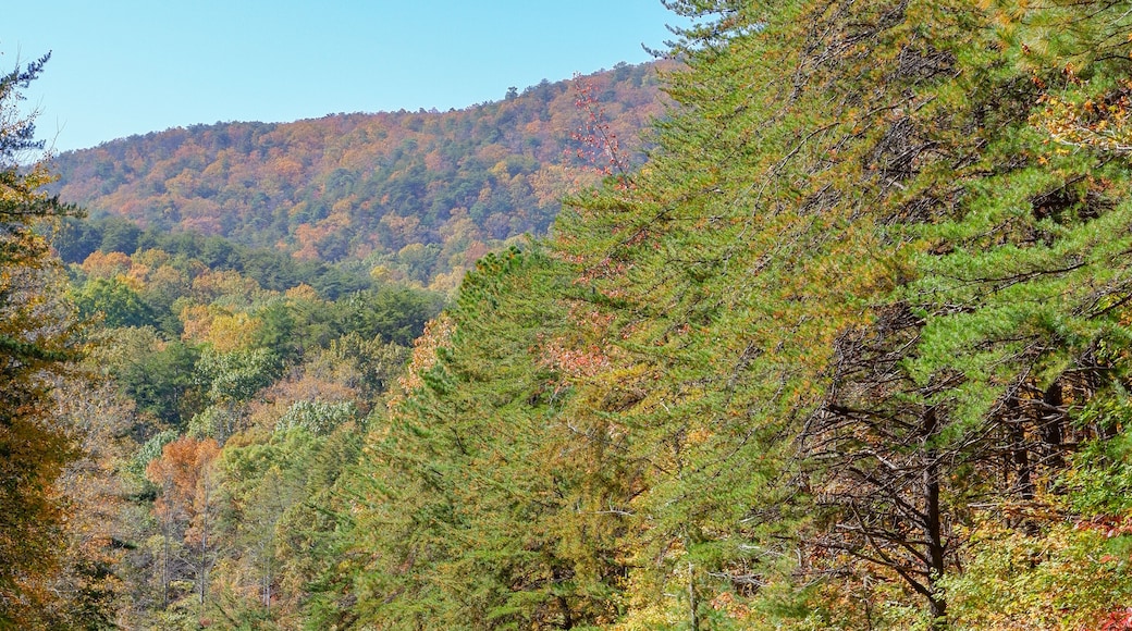 The beginning of fall colors on Cheaha Mountain in Alabama