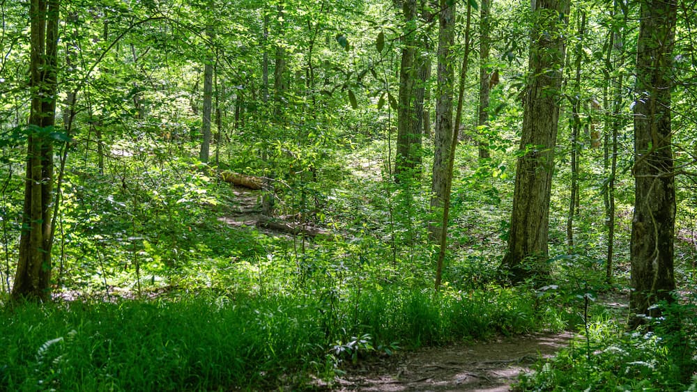Une forêt avec un sentier de terre.