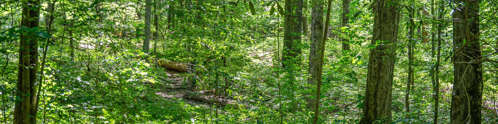 footpath in the forest, chinnabee silent trail, talladega national forest, alabama, usa