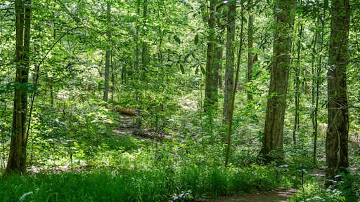 footpath in the forest, chinnabee silent trail, talladega national forest, alabama, usa