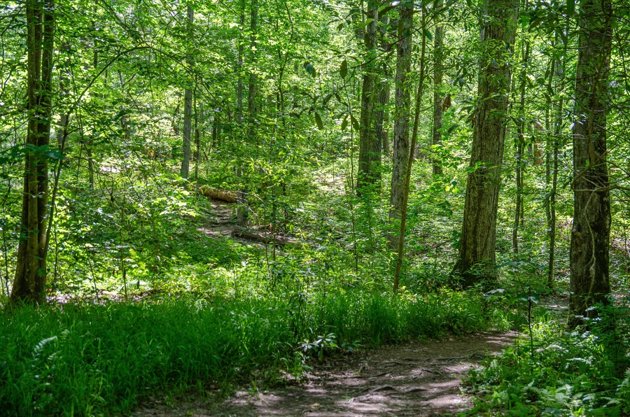 A forest with a dirt path.