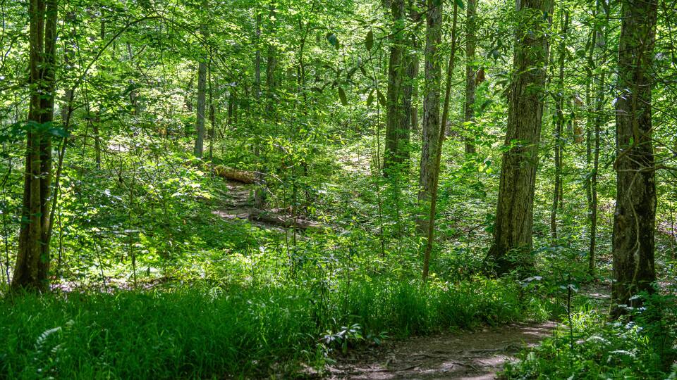 footpath in the forest, chinnabee silent trail, talladega national forest, alabama, usa