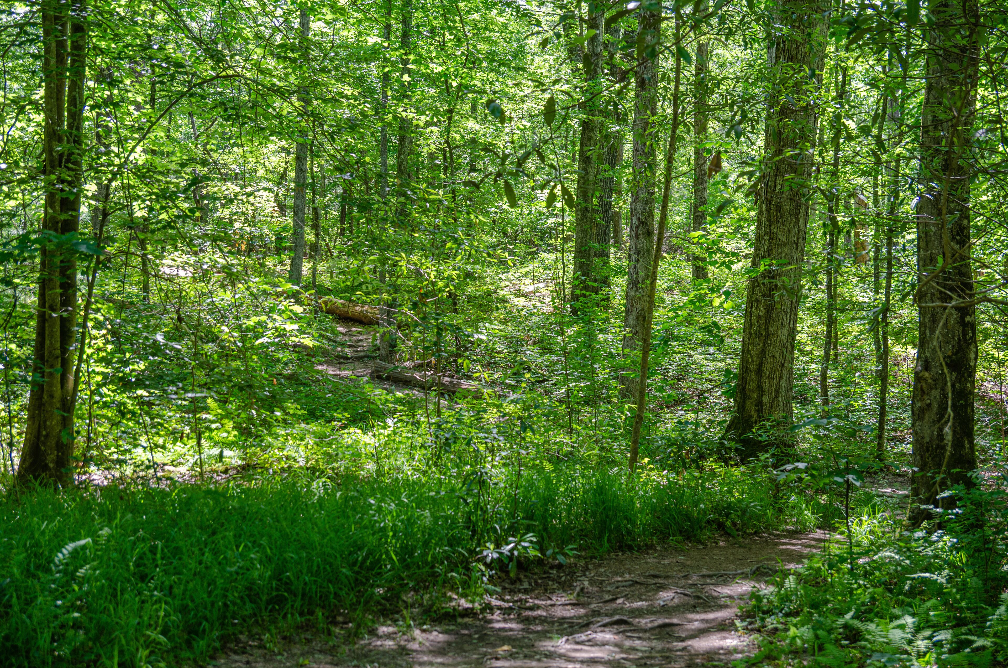 A forest with a dirt path.