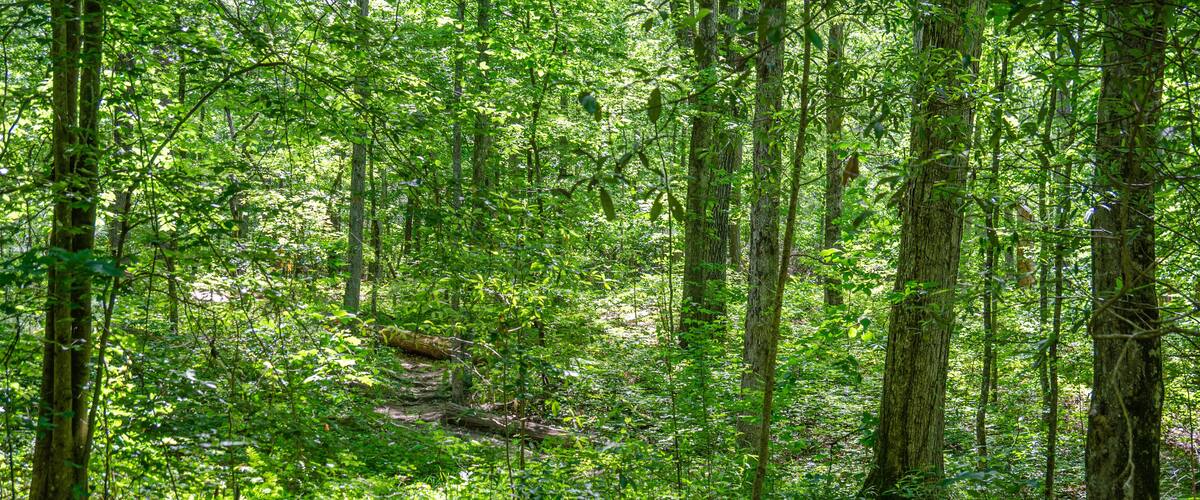 A forest with a dirt path.
