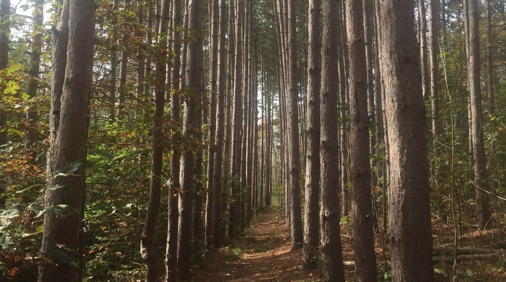 This awesome stretch of trail is part of the Heritage Trail in Raccoon Creek State Park. Walking along this path reminded me of Jack Skellington in the woods from the movie A Nightmare Before Christmas, which was fitting since this photo was taken around Halloween. #hiking #Pennsylvania