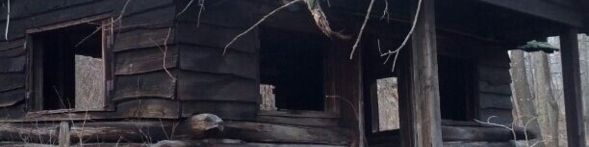 A rustic wooden cabin with a moss-covered roof, surrounded by leafless trees and a ground covered with dry leaves.