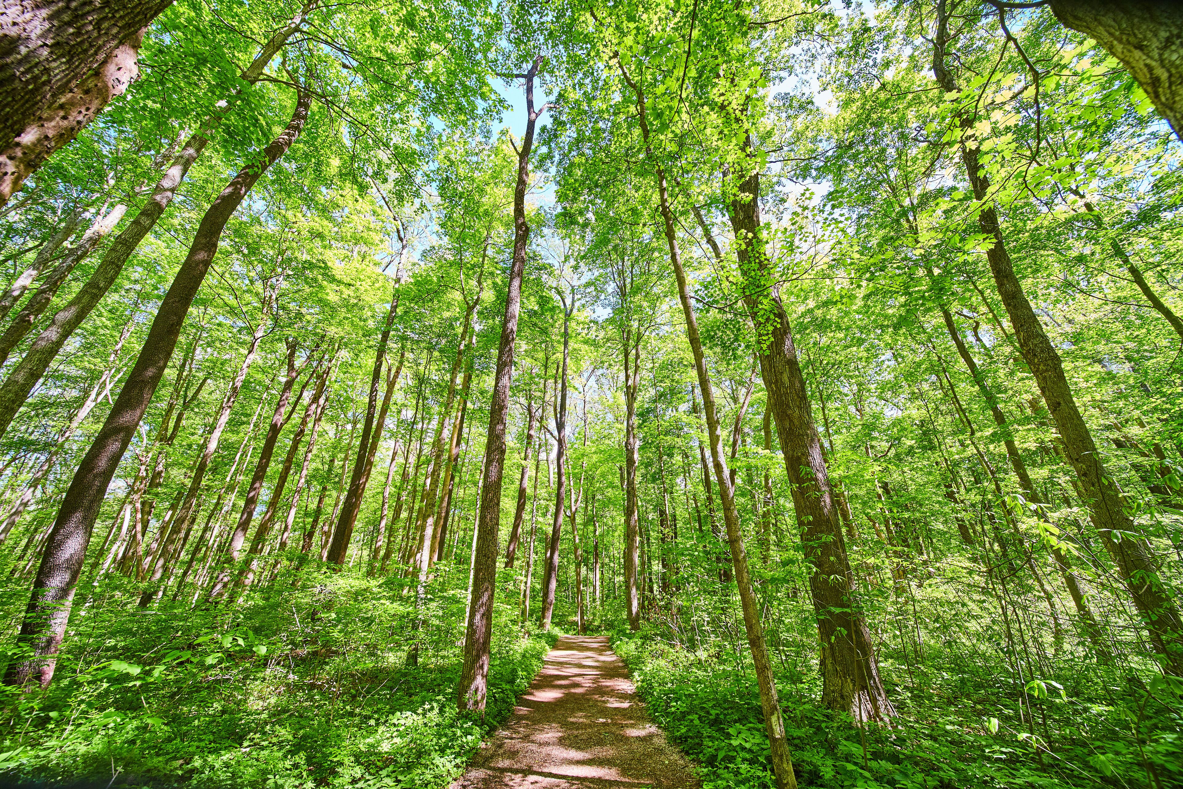 Park Forest Trail green with tall trees