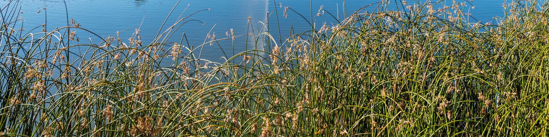 A large water fountain feature in the center of a small lake in the residential and commercial development and park in downtown Coeur d'Alene, Idaho USA.