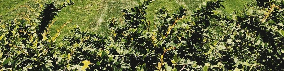 Sorority Quad | MacCracken | Oxford, Ohio | Miami University