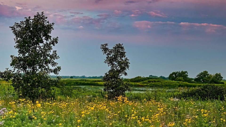 A field of wildflowers with two prominent trees in the foreground and a distant tree line under a colorful sky.