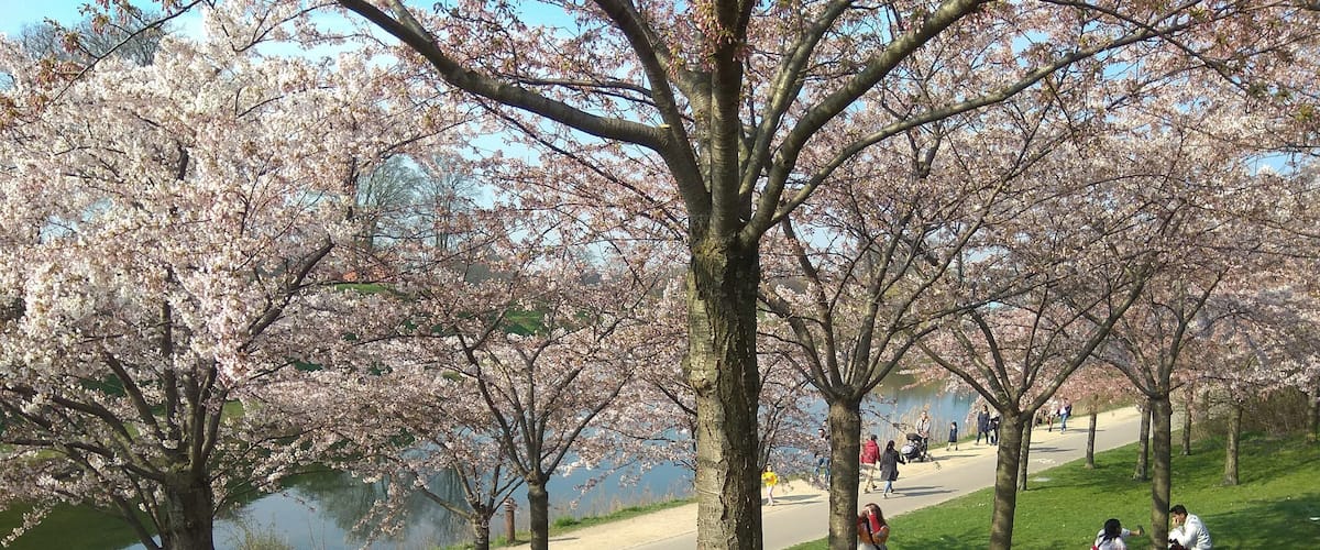 Cherry bloosoms season! Just come here take photos and enjoy the view, one side the lake and the Kastellet, and the other side the  sea :B #nonfilter #scandinaviansun #spring