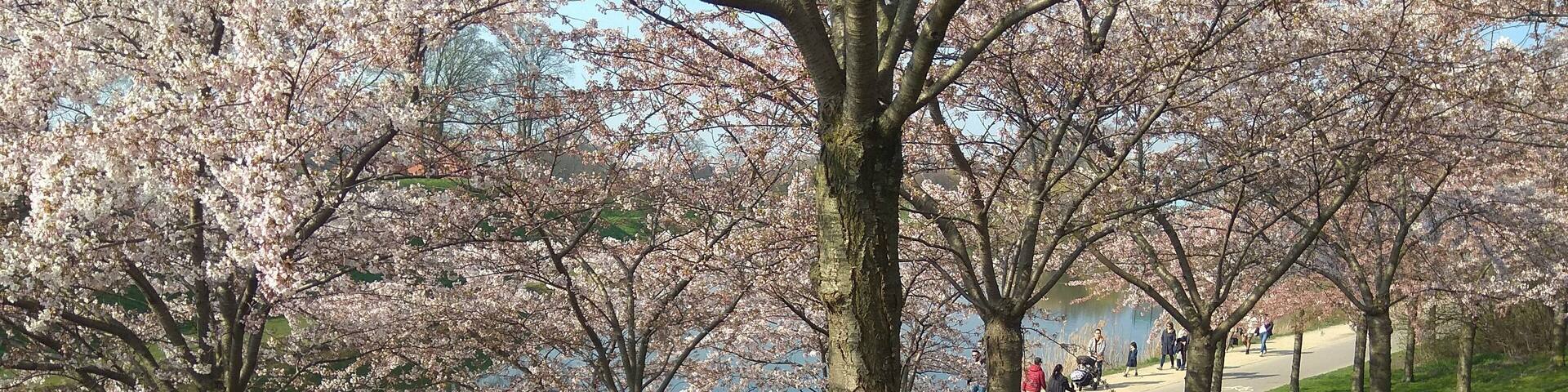 Cherry bloosoms season! Just come here take photos and enjoy the view, one side the lake and the Kastellet, and the other side the sea :B #nonfilter #scandinaviansun #spring