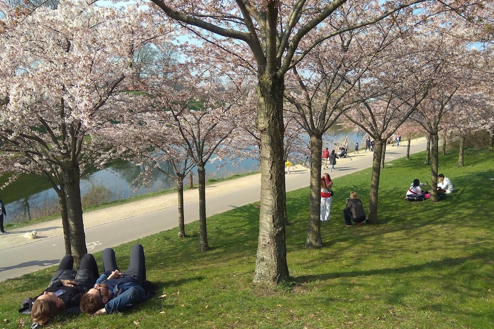 A park with cherry blossom trees, a lake, and people walking and sitting on the grass.