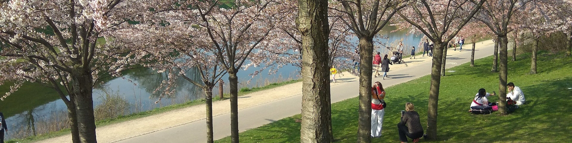 Cherry bloosoms season! Just come here take photos and enjoy the view, one side the lake and the Kastellet, and the other side the  sea :B #nonfilter #scandinaviansun #spring