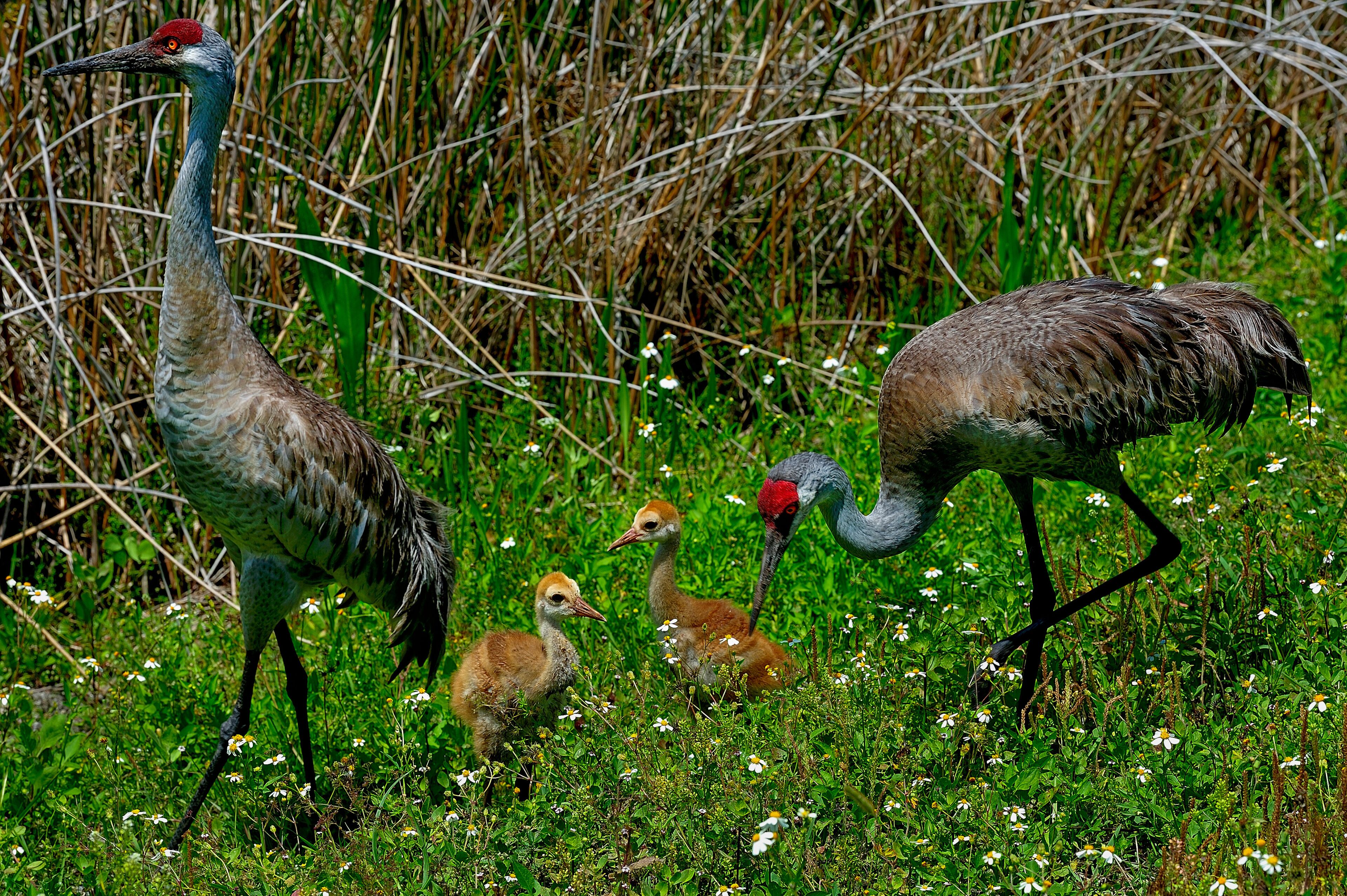 sandhill crane, viera wetlands