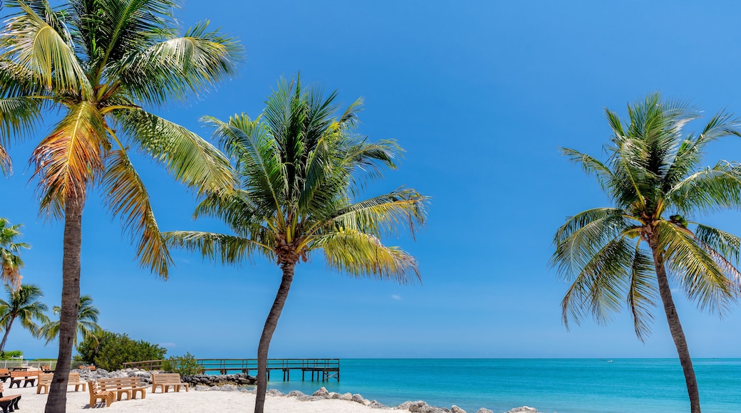 Palm trees on beautiful beach in tropical island, Key Largo. Florida