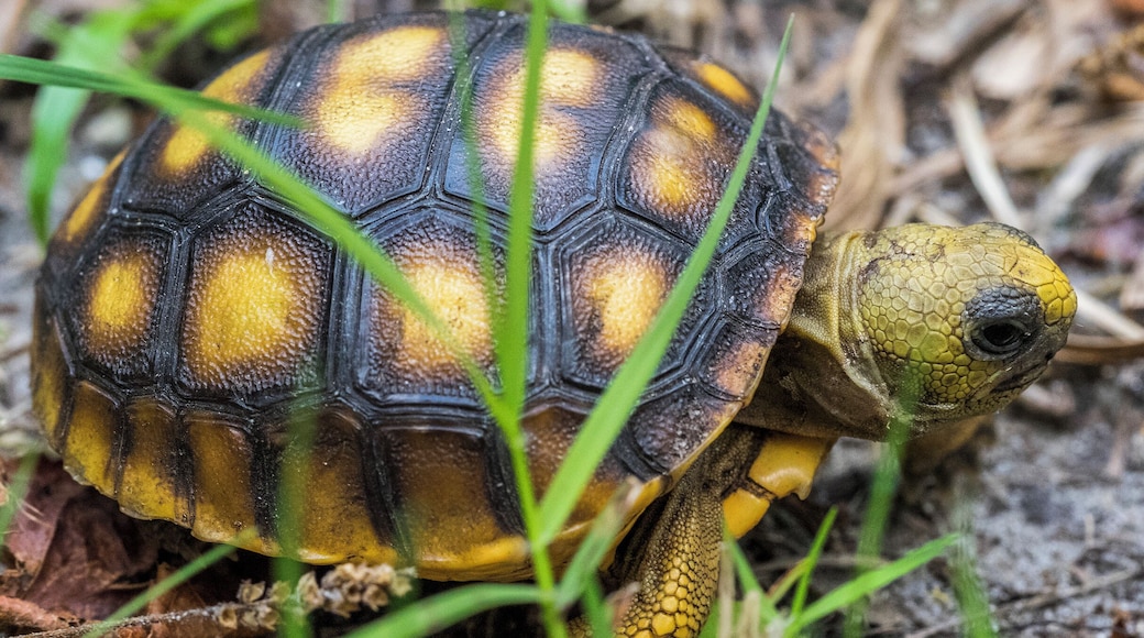 We LOVE Turkey Creek Sanctuary!
If you visit the area, you must visit the park. Walk quietly and you'll see all the wildlife the park has to offer.
See our photo essay here: http://bit.ly/1F5UON4
#wildlife #nature #park #tortoise #florida