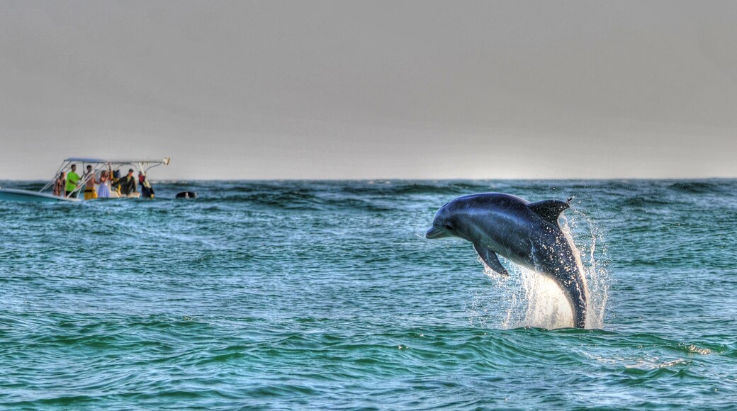 Boating with Dolphins near St Andrews St Park, Panama CIty Beach, FL