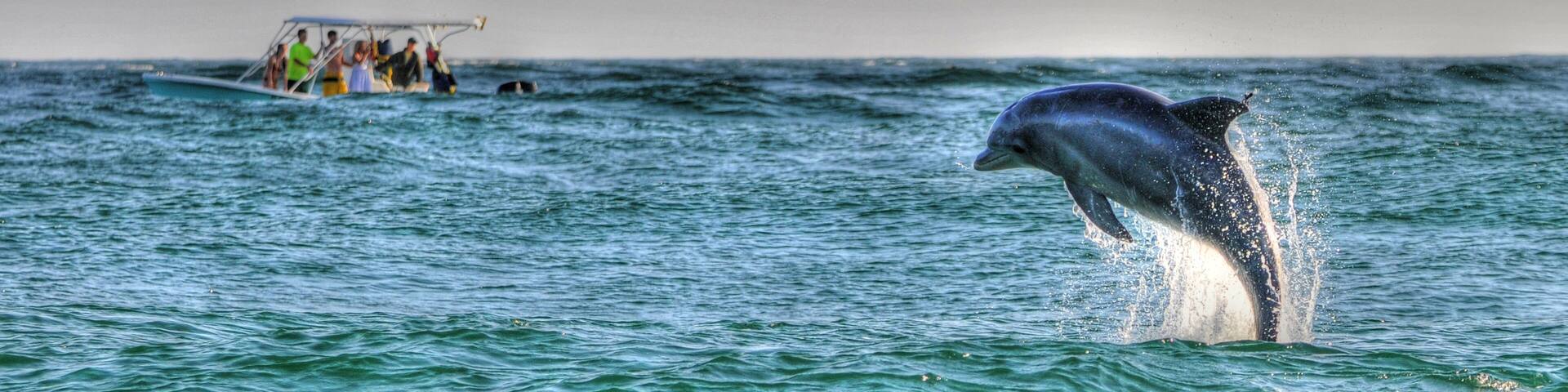 Boating with Dolphins near St Andrews St Park, Panama CIty Beach, FL