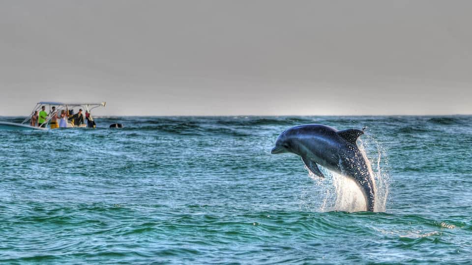Boating with Dolphins near St Andrews St Park, Panama CIty Beach, FL