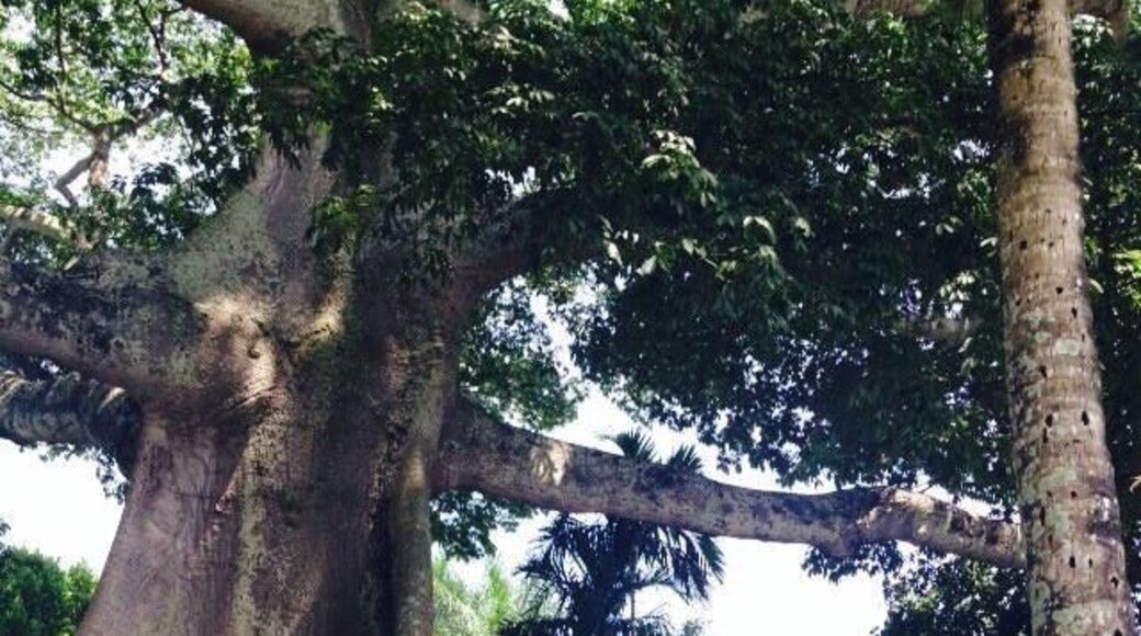 Tree on the east side