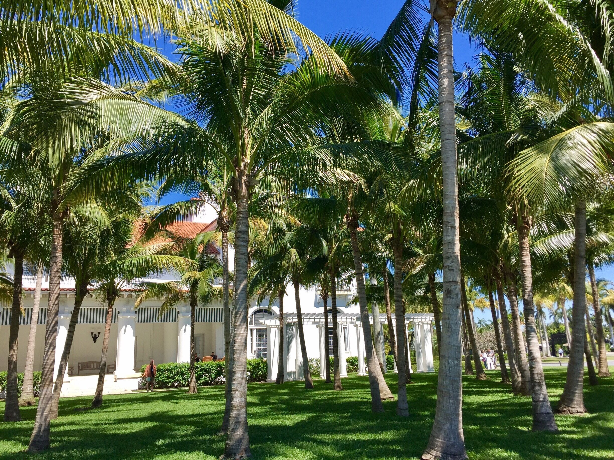 The last remaining Coconut Grove in Palm Beach. It is located in the west lawn at Whitehall and was planted by museum staff. 