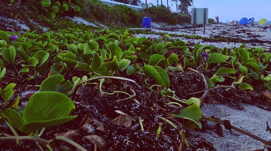 Amazing wild beach in Palm Beach Island , Florida