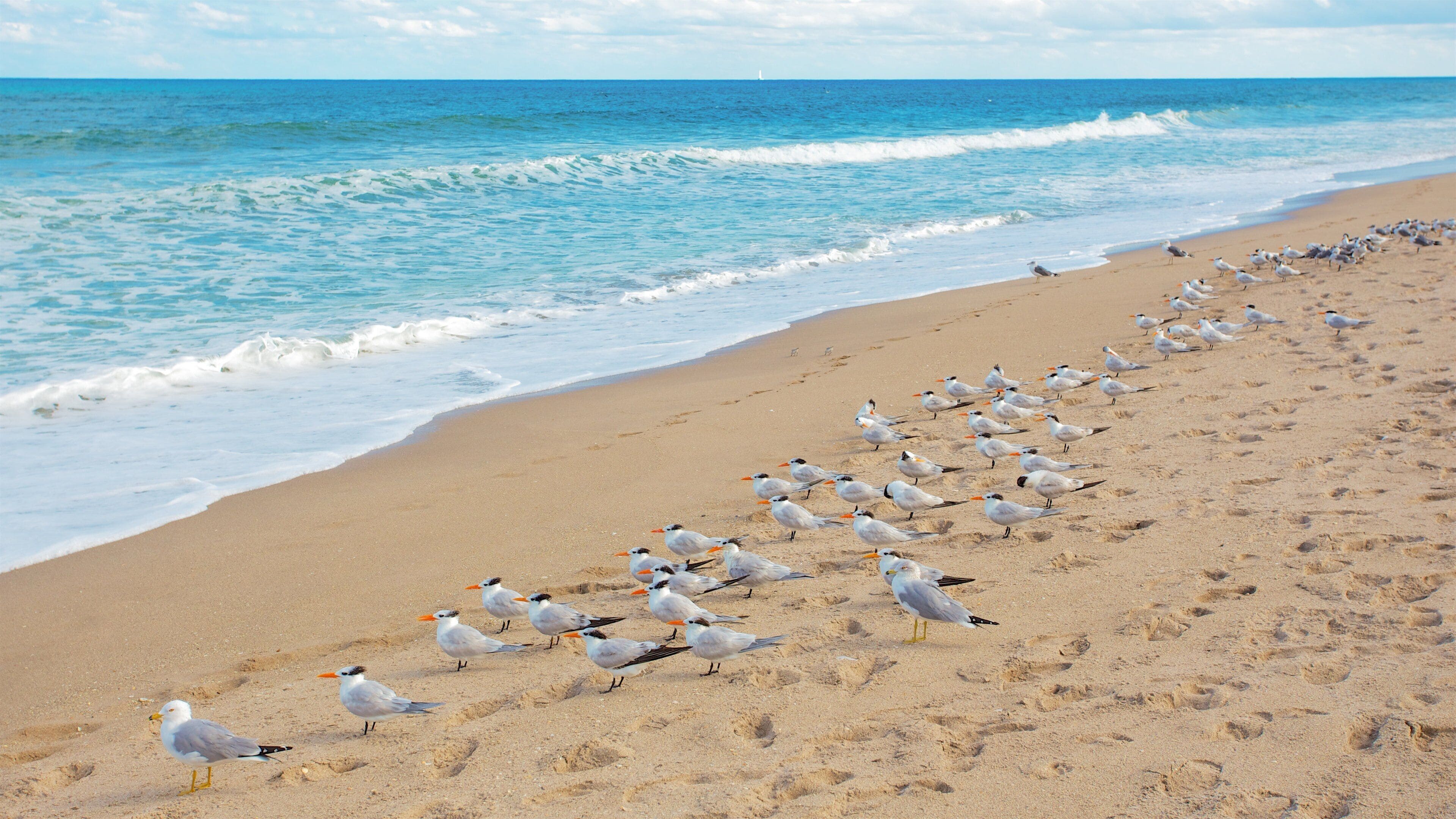 A sandy beach with a flock of seagulls.