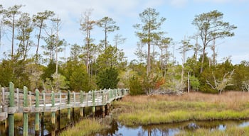 แคโรไลนา ฟอเรสต์