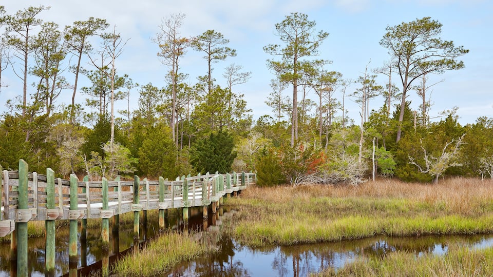View from the Cedar Point (Tideland) boardwalk trail, located in the Croatan National Forest near Emerald Isle, North Carolina