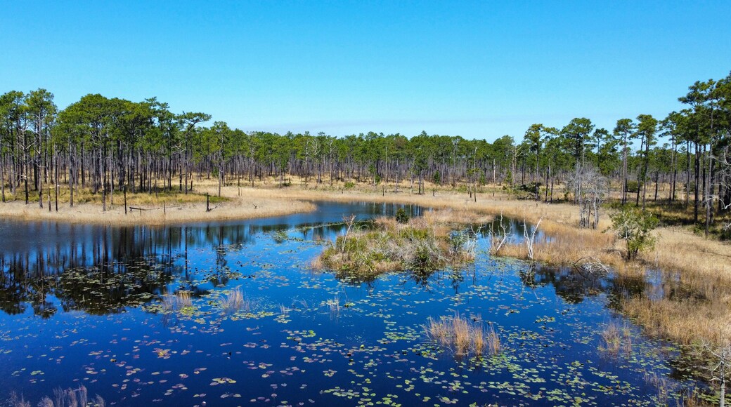 Aerial view of ponds and wetlands in a pine tree savanna forest. Croatan National Forest, North Carolina