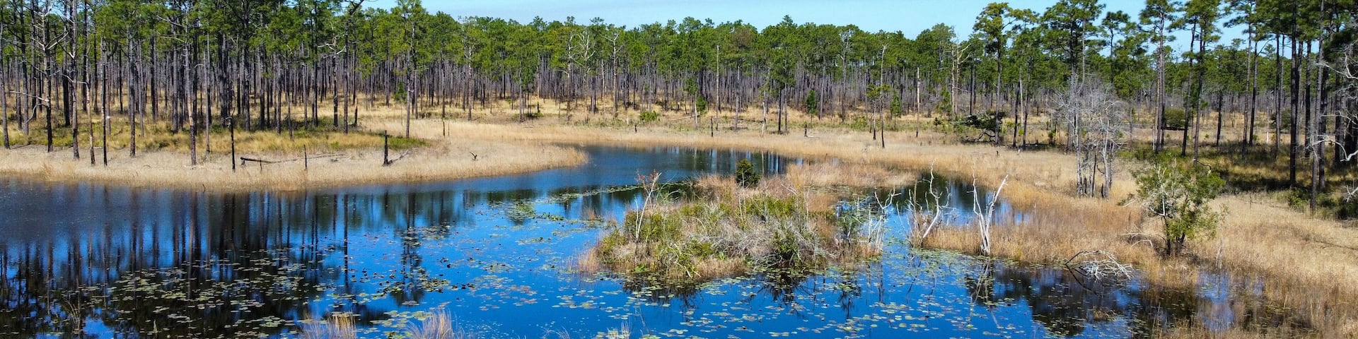 Aerial view of ponds and wetlands in a pine tree savanna forest. Croatan National Forest, North Carolina