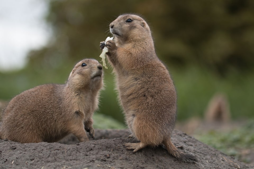 Two groundhogs on a mound with a blurred green background.