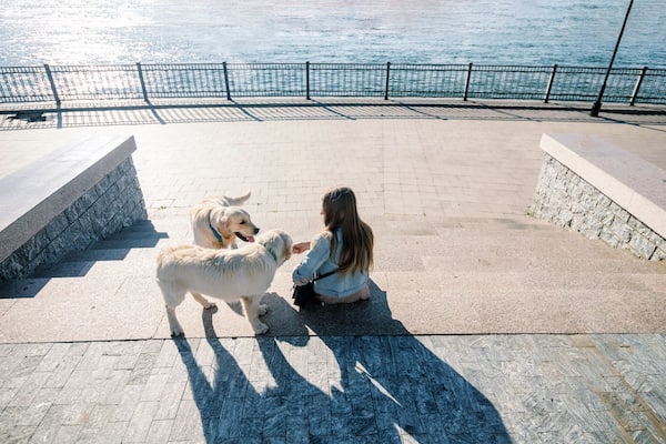 Rear view of a beautiful girl and her dogs on a morning walk with two golden retrievers.