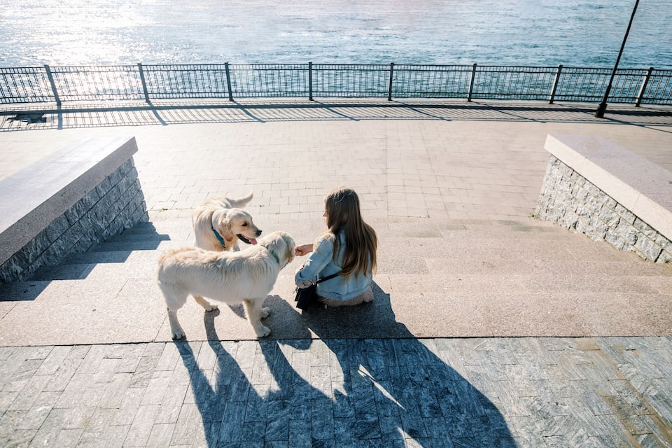 Eine Person spielt mit einem Hund auf einer Uferpromenade.