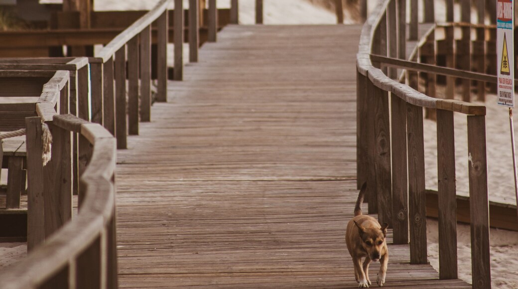 Madeira Beach Dog Park