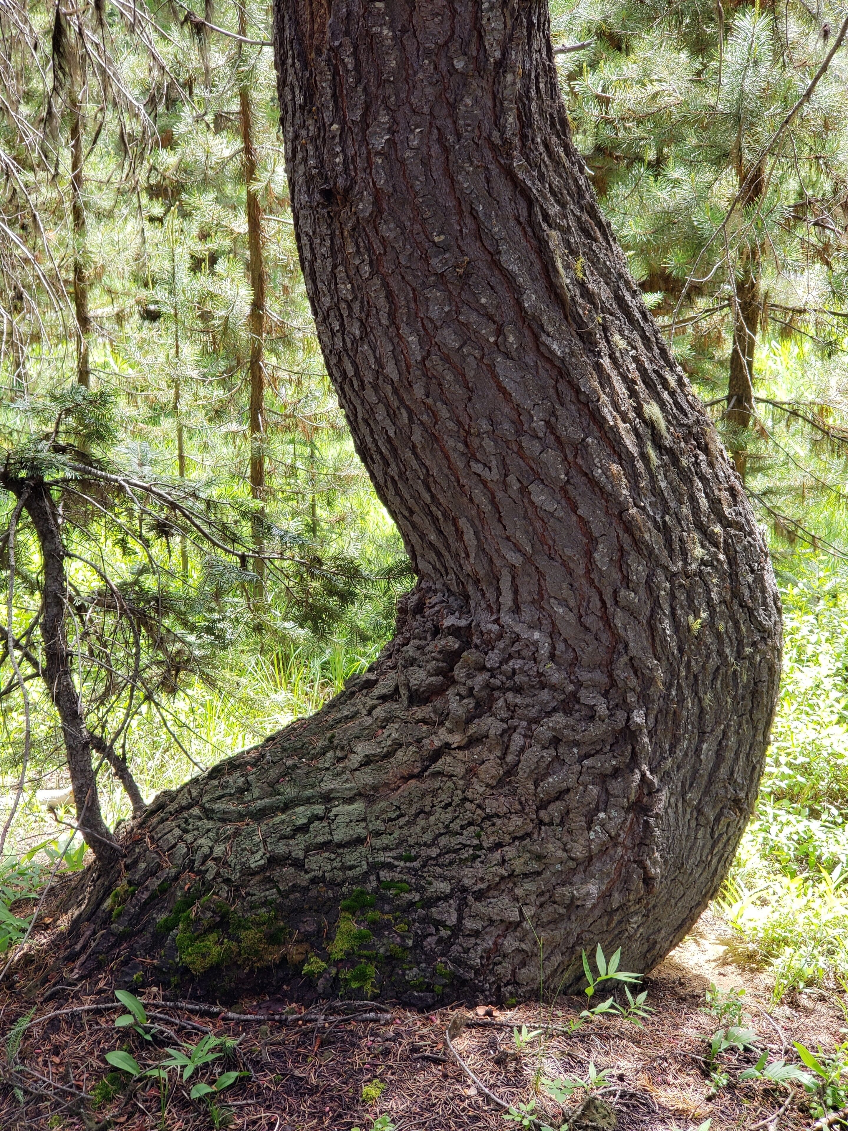 A large tree curved at the bottom by weather endured when it was young provides a unique element in the forests of Central Oregon on a sunny summer day. 