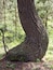 A large tree curved at the bottom by weather endured when it was young provides a unique element in the forests of Central Oregon on a sunny summer day.