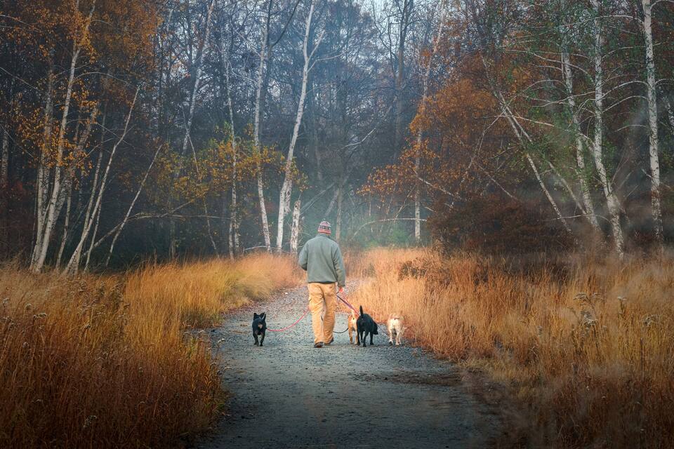 A man walking three dogs on a gravel path surrounded by autumn-colored trees.