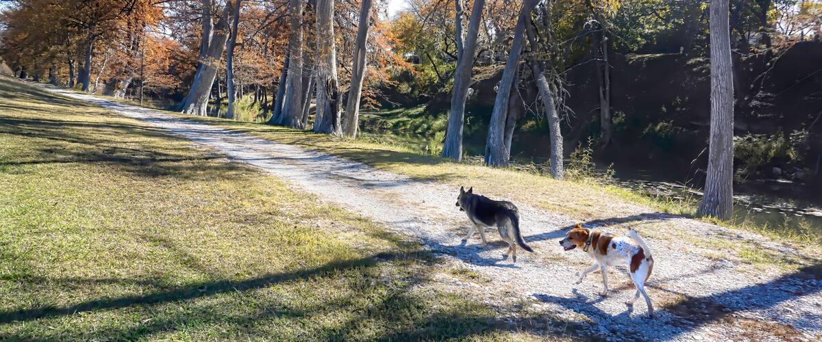 Two Friends Walking Home.