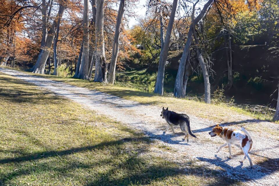 A dirt path in a wooded area with autumn-colored trees.